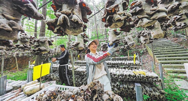 量发展产业调研】林下生金AG真人游戏平台【高质(图3)